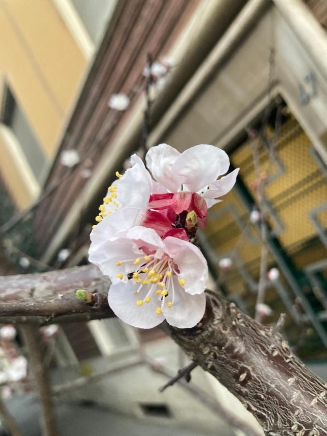 Our Home In Rome - Via Machiavelli Roma Exterior foto